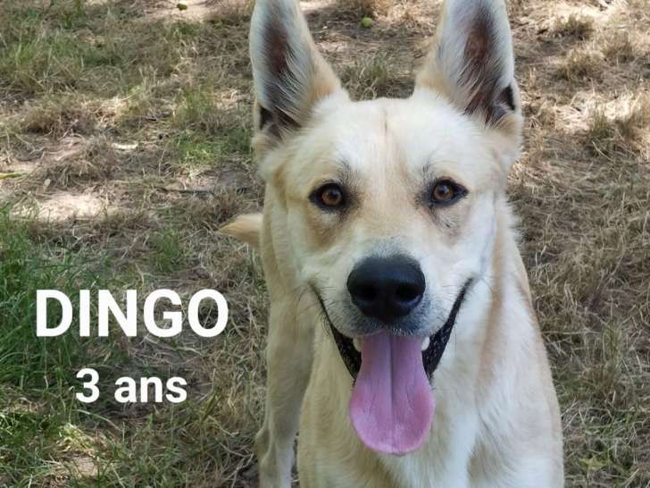 Chien de 3 ans en attente d'adoption