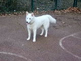 Chiot Husky Sibérien blanc LOF disponible