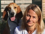Chien Ariégeois disponible à l'adoption