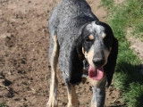 Chien Grand Bleu de Gascogne de 3 ans en attente d'adoption