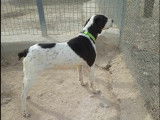 En attente d'adoption : chienne de 4 ans