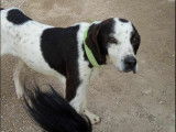 En attente d'adoption : chienne de 4 ans