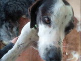 En attente d'adoption : chienne de 4 ans