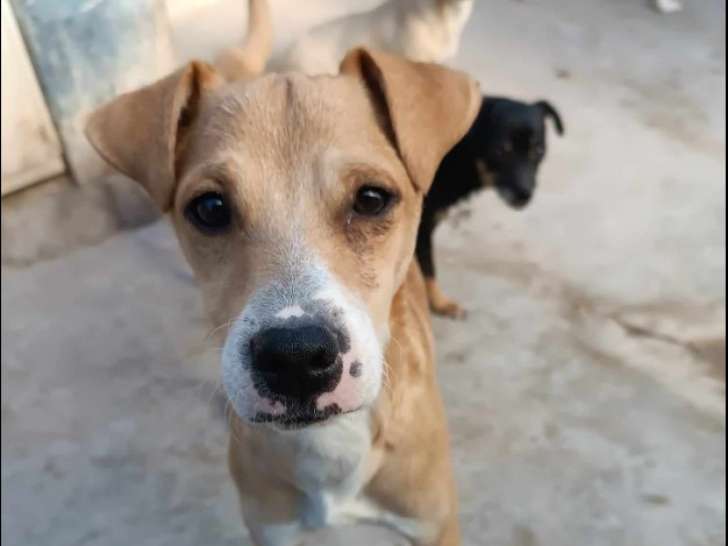 Disponible à l'adoption, chiot mâle de 9 mois