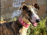 En attente d'adoption, chien Galgo de 2 ans