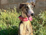 En attente d'adoption, chien Galgo de 2 ans