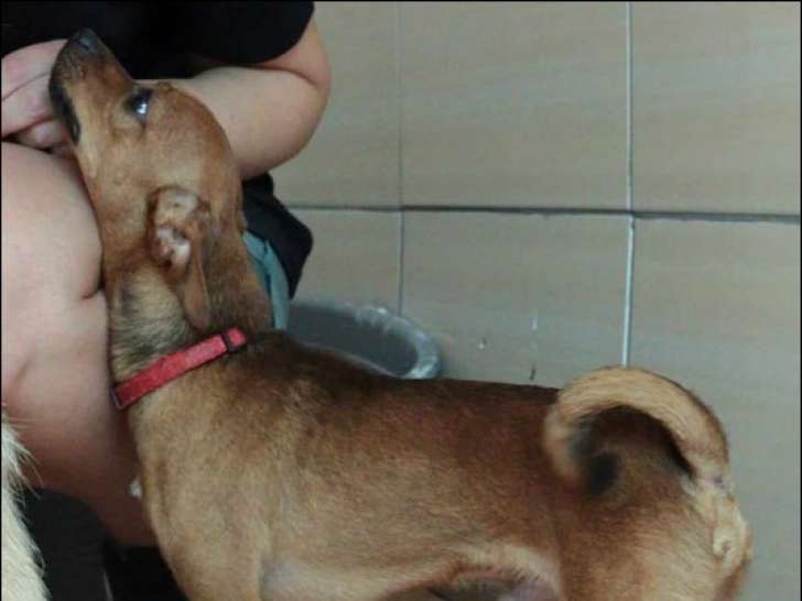 Chien à adopter