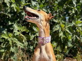 Chienne Galgo abricot disponible à l'adoption