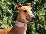 Chienne Galgo abricot disponible à l'adoption