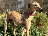 Chien Galgo de 6 ans en attente d'adoption