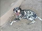 Disponible à l'adoption : chienne Dalmatien de 6 ans