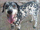 Disponible à l'adoption : chienne Dalmatien de 6 ans