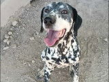 Disponible à l'adoption : chienne Dalmatien de 6 ans