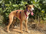 En attente d'adoption : chien Galgo de 2 ans