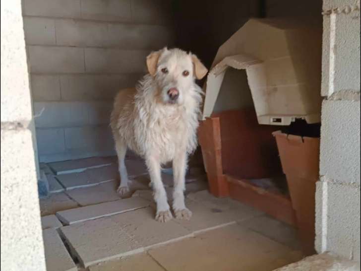 À la recherche d’un foyer : chien blanc