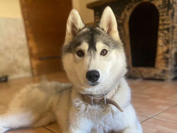 Chiot femelle à la recherche d’une famille