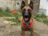En attente d'adoption, chien Berger Malinois de 2 ans