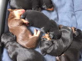 Chiots Teckel à vendre