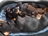Chiots Teckel à vendre