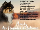 Teewok du Lys d'Or, mâle Pomsky disponible pour saillie