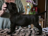 Chiots Labrador Retriever chocolat à vendre