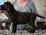 Chiots Labrador Retriever chocolat à vendre