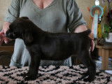 Chiots Labrador Retriever chocolat à vendre