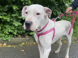 Chienne Dogue Argentin disponible à l'adoption