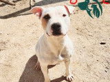 Chienne American Staffordshire Terrier adulte en attente d'adoption