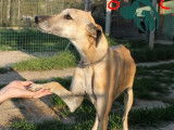 Chienne Galgo beige à la recherche d’un foyer