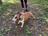 À adopter : chien Bull Terrier marron et blanc