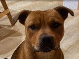 Disponible à l'adoption : chien Staffordshire Bull Terrier de 2 ans