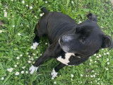 En attente d'adoption : chien Staffordshire Bull Terrier âgé de 7 ans
