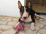 À adopter, chiot Bull Terrier mâle de 6 mois