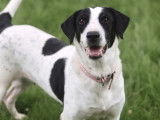 Disponible à l'adoption, chienne noir et blanc
