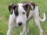 Chiot femelle à adopter