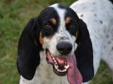 Chien Grand Bleu de Gascogne de 4 ans en attente d'adoption