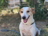 À la recherche d'un foyer : chienne Podenco marron et blanc