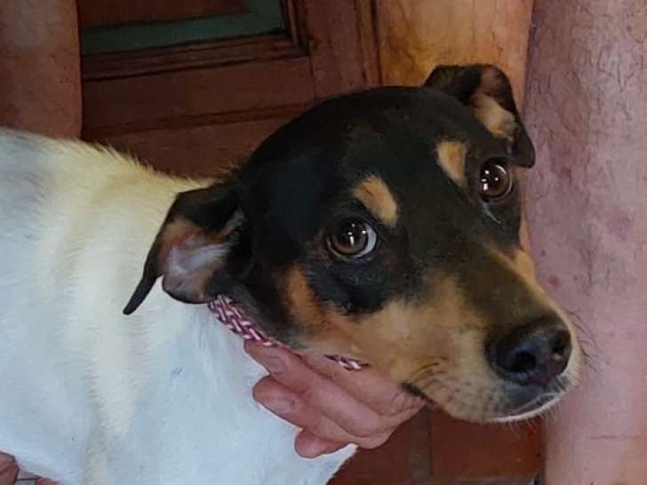 À adopter, chienne Bodeguero tricolore