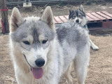 Chien Husky de Sibérie gris à adopter