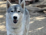 Chien Husky de Sibérie gris à adopter