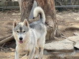 Chien Husky de Sibérie gris à adopter