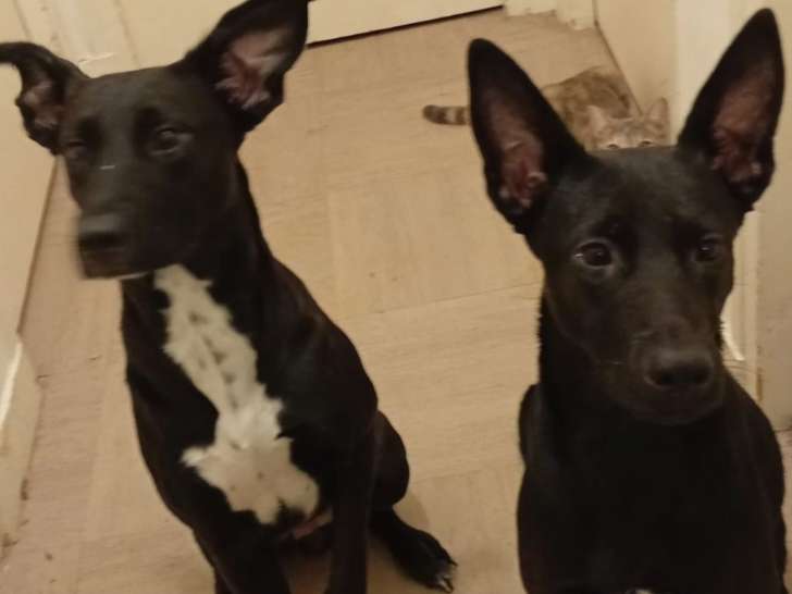 Chiot femelle noir à la recherche d’un foyer