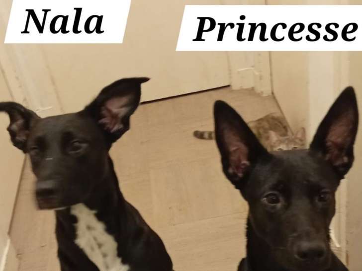 À adopter : chiot femelle noir avec marque blanche