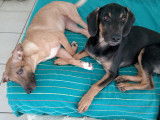 À adopter, 2 chiots femelles de 5 mois