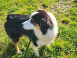 Disponible à l'adoption, chienne Berger Australien