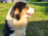 Disponible à l'adoption, chienne Berger Australien