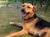 À adopter : chienne Berger Allemand âgée de 3 ans