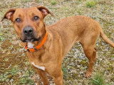 En attente d’adoption : chiot femelle de 9 mois