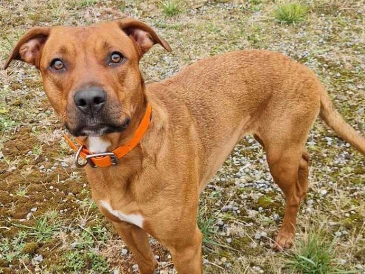 En attente d’adoption : chiot femelle de 9 mois